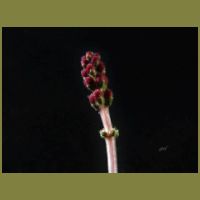 Myriophyllum spicatum4.jpg